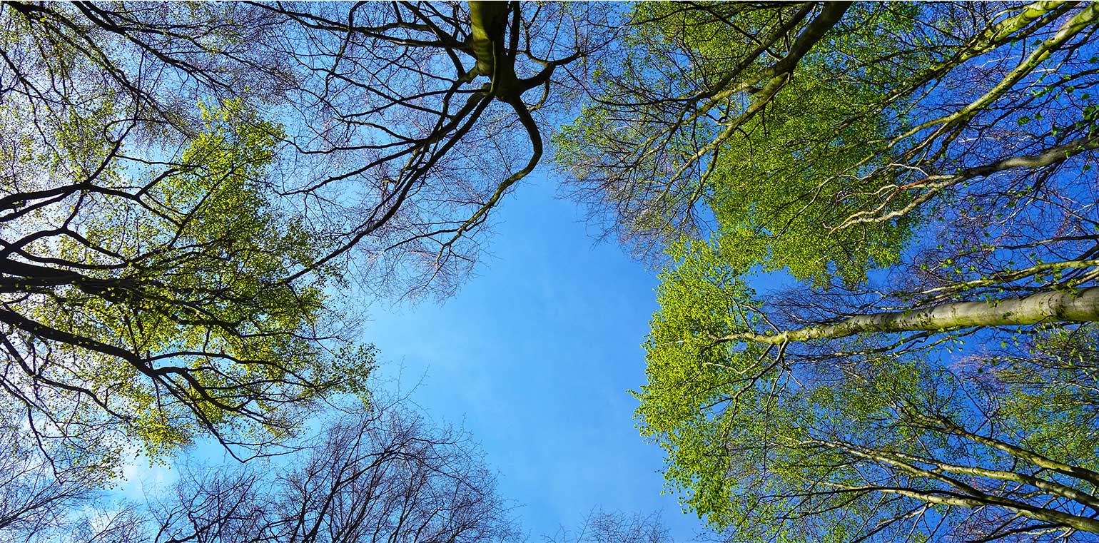 Freier Blick in den blauen Himmel durch Baumkronen